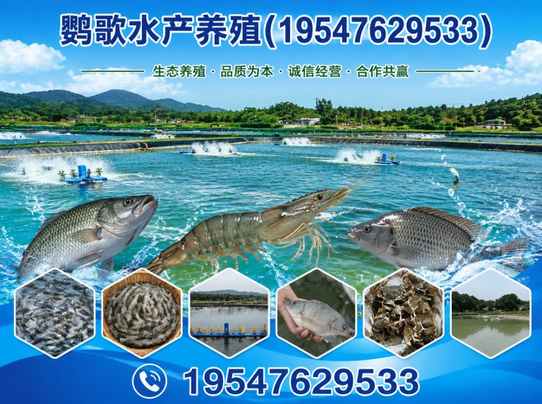 温江区合规鹦鹉养殖展示图