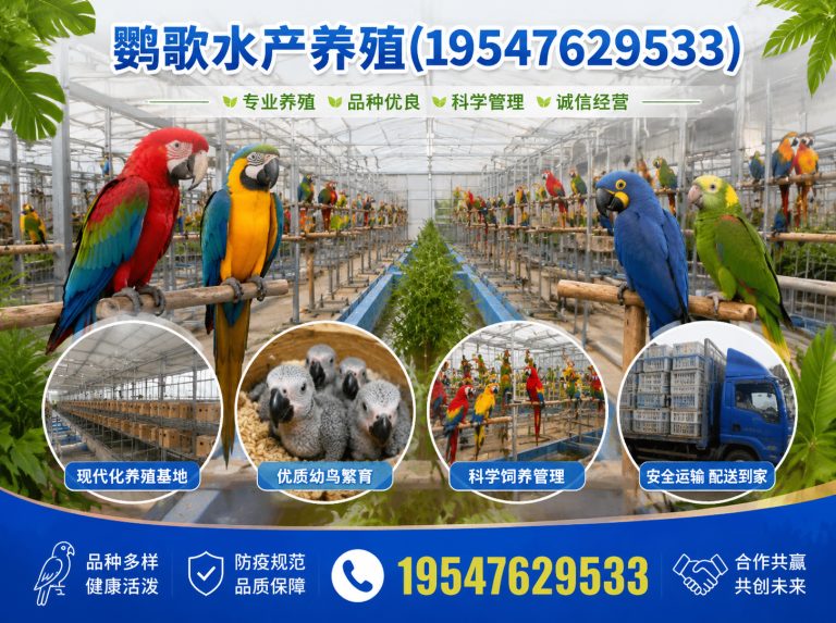 温江区鹦鹉养殖公司展示图