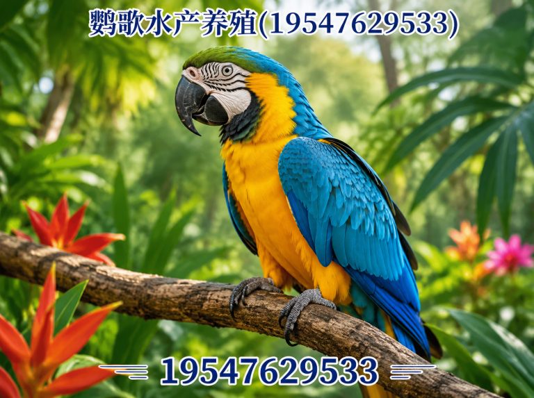 温江区中大型鹦鹉繁育展示图